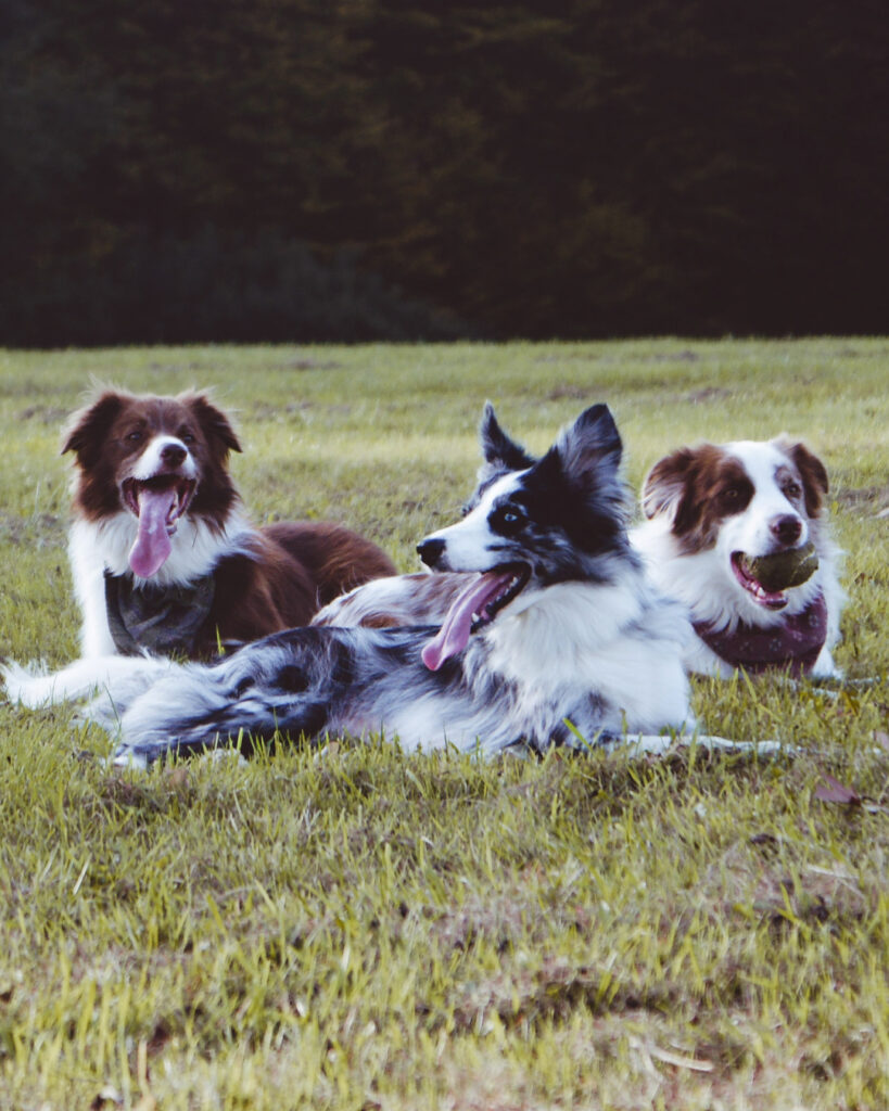 Foto educació canina en grup